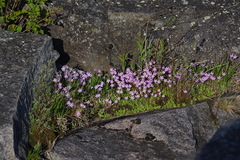 Primula mistassinica