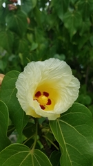 Thespesia populnea