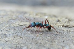 Rhytidoponera aspera