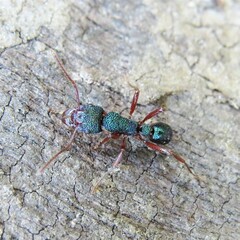 Rhytidoponera aspera