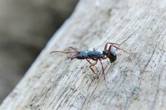 Rhytidoponera aspera