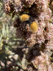 Dasymutilla californica
