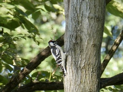 Dryobates pubescens