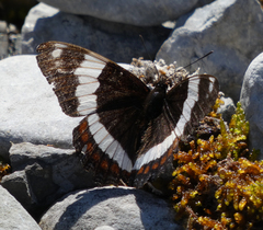 Limenitis arthemis rubrofasciata