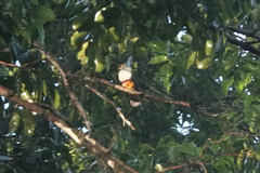 Ptilinopus pulchellus