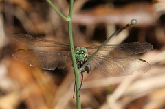 Erythemis collocata