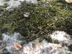 Hedwigia ciliata