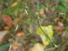 Glyceria notata