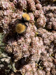 Dasymutilla californica