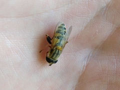 Helophilus latifrons