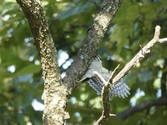 Dryobates pubescens