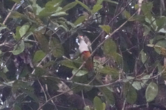 Ptilinopus pulchellus