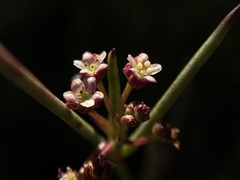Centella macrocarpa