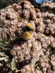 Dasymutilla californica