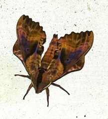 Paonias excaecata