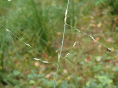 Glyceria notata