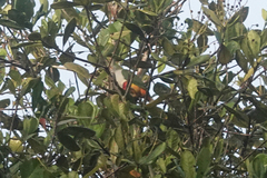 Ptilinopus pulchellus