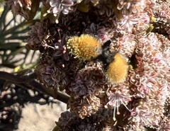 Dasymutilla californica