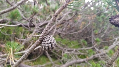 Pinus mugo