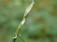 Glyceria notata