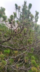 Pinus mugo