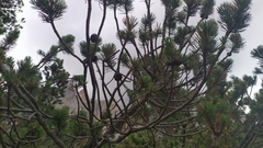Pinus mugo