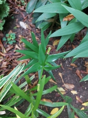 Iris domestica