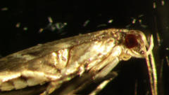 Leucospilapteryx venustella