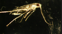 Leucospilapteryx venustella