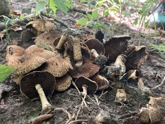 Lacrymaria echiniceps