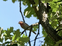 Haemorhous mexicanus