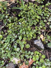 Lobelia angulata