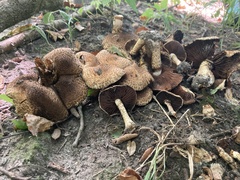 Lacrymaria echiniceps