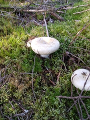 Lactifluus