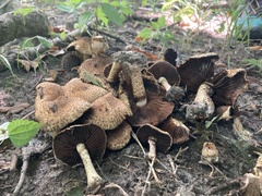 Lacrymaria echiniceps