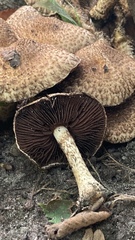 Lacrymaria echiniceps