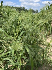Panicum dichotomiflorum