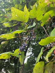 Vitis aestivalis
