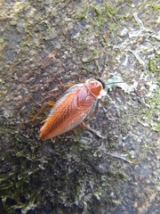 Pseudophyllodromiinae