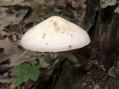 Volvariella bombycina
