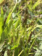 Eleusine indica