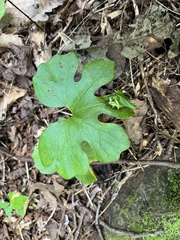Sanguinaria canadensis