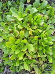 Coleostephus myconis