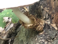 Volvariella bombycina