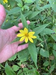 Helianthus decapetalus