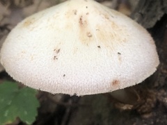 Volvariella bombycina