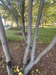 Phellodendron amurense