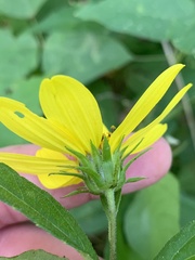 Helianthus decapetalus