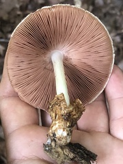 Volvariella bombycina
