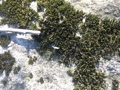 Hedwigia ciliata